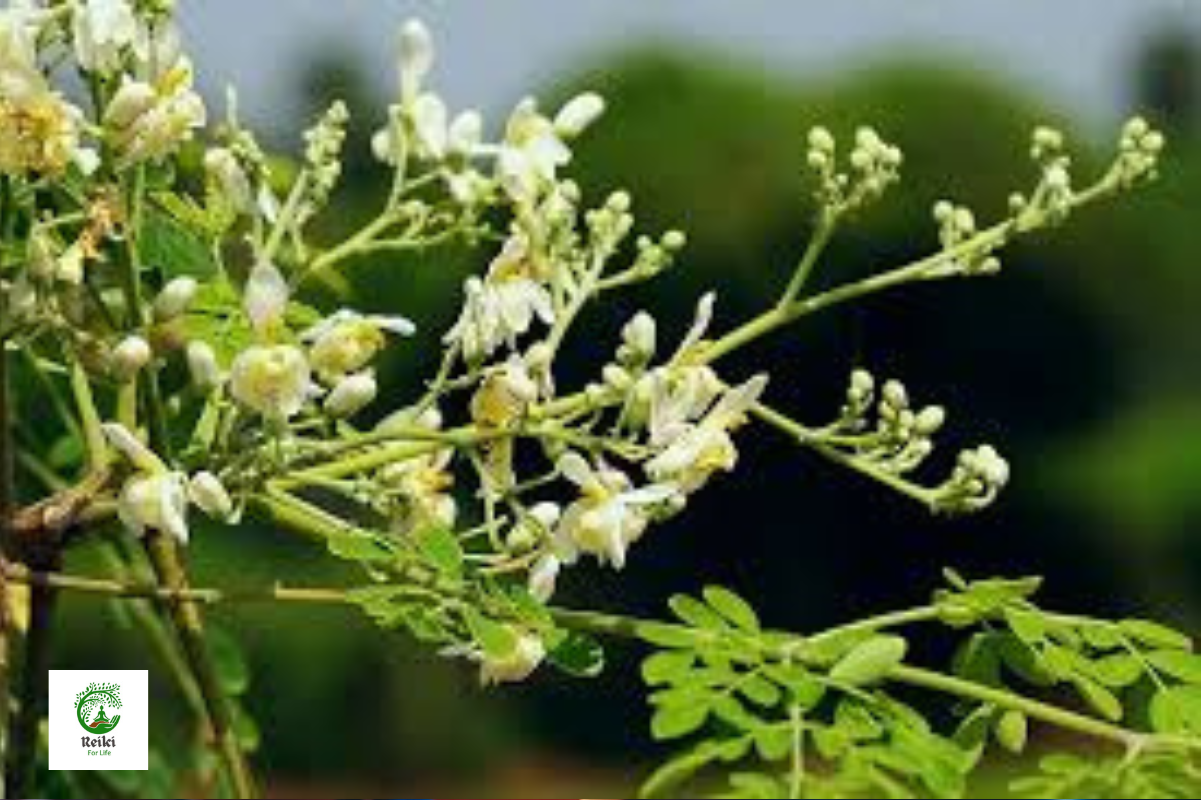 The Wonders of Moringa Oleifera Seed Oil/Oil of Ben